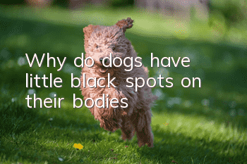 Why do dogs have little black spots on their bodies?