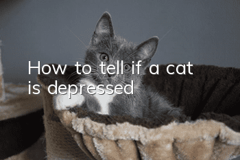 How to tell if a cat is depressed