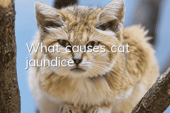 What causes cat jaundice