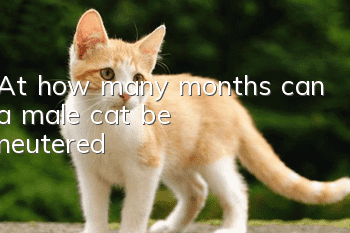 At how many months can a male cat be neutered?