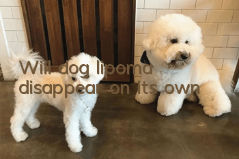 Will dog lipoma disappear on its own?