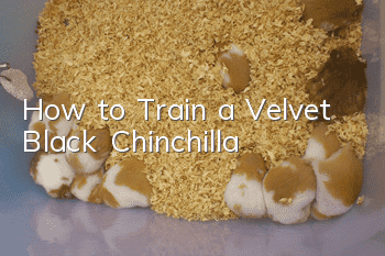How to Train a Velvet Black Chinchilla
