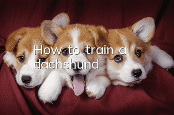 How to train a dachshund