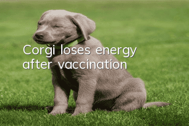 Corgi loses energy after vaccination