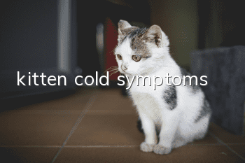 kitten cold symptoms