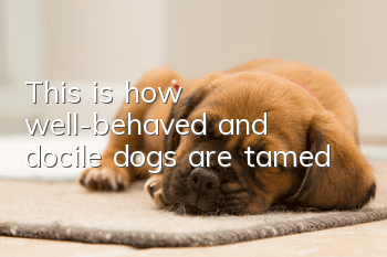 This is how well-behaved and docile dogs are tamed