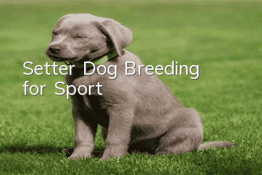 Setter Dog, Breeding for Sport
