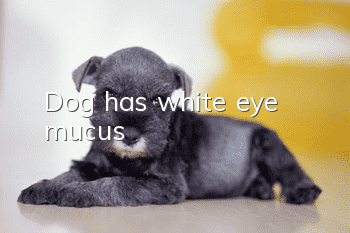 Dog has white eye mucus