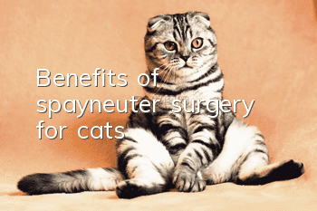 Benefits of spay/neuter surgery for cats
