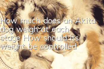 How much does an Akita dog weigh at each stage? How should its weight be controlled?