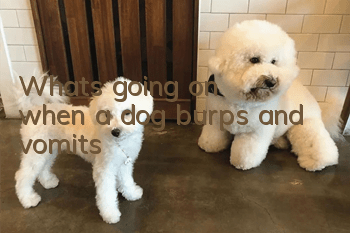 What's going on when a dog burps and vomits?