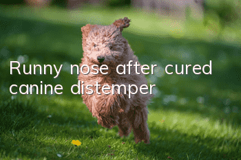 Runny nose after cured canine distemper