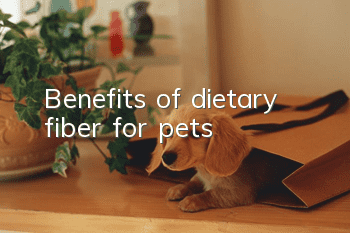 Benefits of dietary fiber for pets