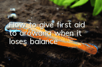 How to give first aid to arowana when it loses balance