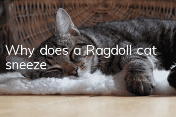 Why does a Ragdoll cat sneeze?