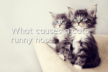 What causes a cat’s runny nose?