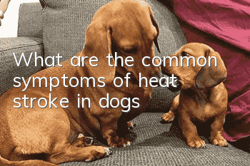 What are the common symptoms of heat stroke in dogs?