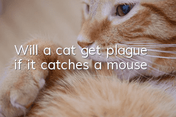 Will a cat get plague if it catches a mouse?