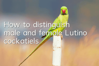 How to distinguish male and female Lutino cockatiels