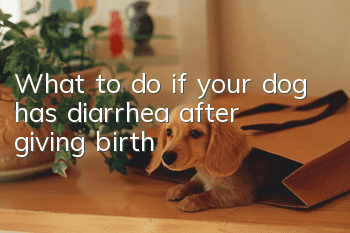 What to do if your dog has diarrhea after giving birth