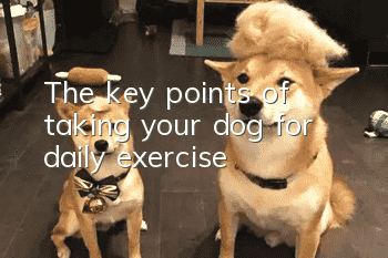 The key points of taking your dog for daily exercise