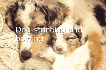 Dog standing and bowing