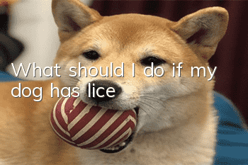 What should I do if my dog has lice?