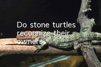 Do stone turtles recognize their owners?