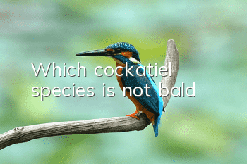 Which cockatiel species is not bald?