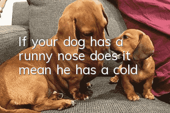 If your dog has a runny nose, does it mean he has a cold?