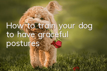 How to train your dog to have graceful postures