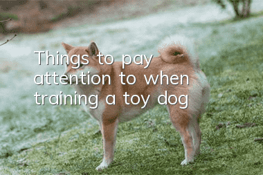 Things to pay attention to when training a toy dog