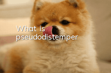 What is pseudodistemper