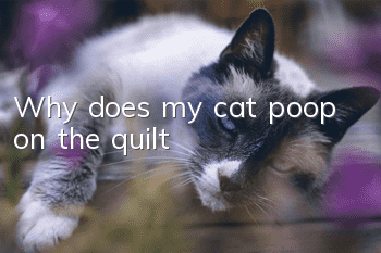 Why does my cat poop on the quilt?