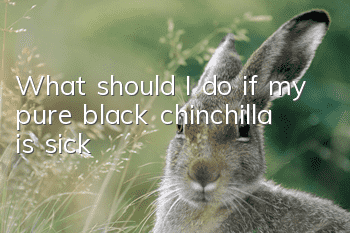 What should I do if my pure black chinchilla is sick?