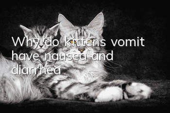 Why do kittens vomit, have nausea and diarrhea?