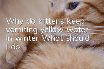 Why do kittens keep vomiting yellow water in winter? What should I do?