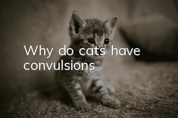 Why do cats have convulsions?