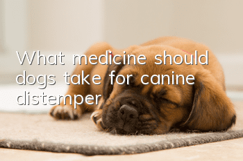 What medicine should dogs take for canine distemper?