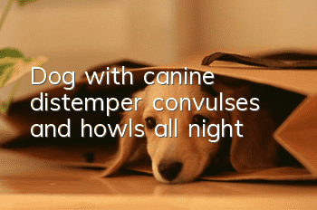 Dog with canine distemper convulses and howls all night