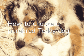 How to choose a purebred Teddy dog?