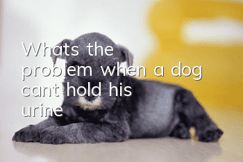 What's the problem when a dog can't hold his urine?