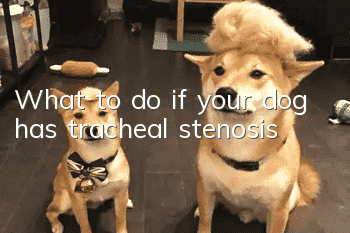 What to do if your dog has tracheal stenosis