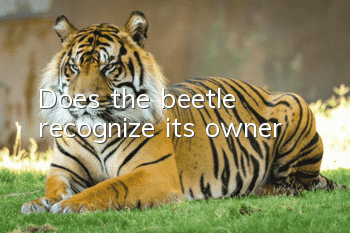 Does the beetle recognize its owner?