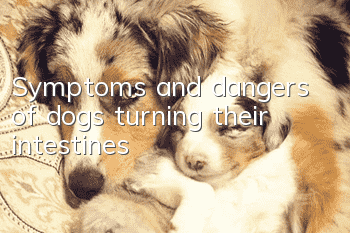 Symptoms and dangers of dogs turning their intestines