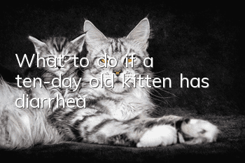 What to do if a ten-day old kitten has diarrhea