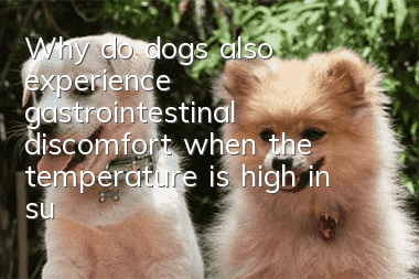 Why do dogs also experience gastrointestinal discomfort when the temperature is high in summer?