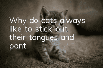 Why do cats always like to stick out their tongues and pant?