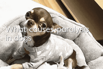 What causes paralysis in dogs?