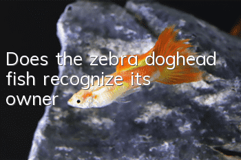 Does the zebra doghead fish recognize its owner?